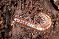 Cleidogona