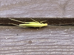 Oecanthus celerinictus