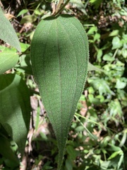 Miconia strigillosa