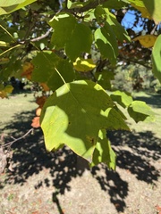 Liriodendron tulipifera