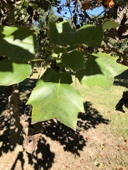 Liriodendron tulipifera
