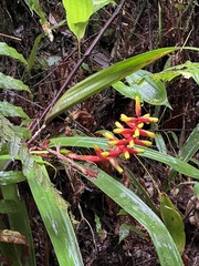 Guzmania sprucei