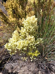 Erica leucanthera