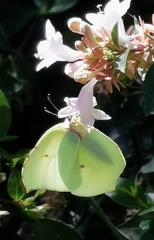 Gonepteryx cleopatra