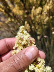 Erica leucanthera
