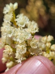 Erica leucanthera