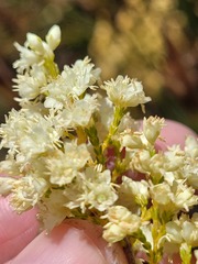 Erica leucanthera