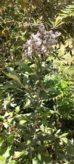 Buddleja saligna