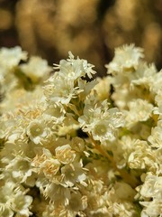 Erica leucanthera