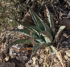 Agave simplex