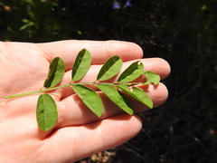 Indigofera suffruticosa