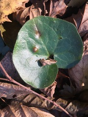 Puccinia asarina