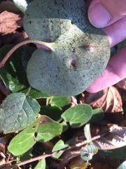 Puccinia asarina