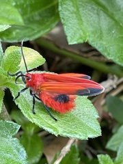 Phauda flammans