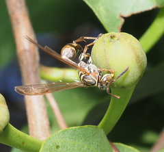Mischocyttarus mexicanus