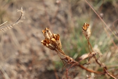 Angiospermae