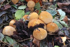 Cystoderma aureum