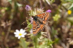 Euphydryas desfontainii