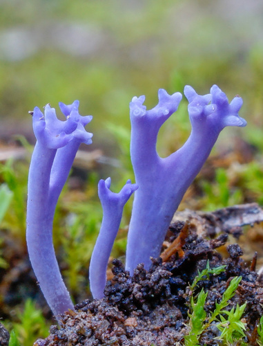 lilac coral fungus