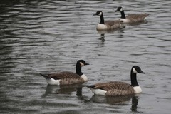 Branta canadensis