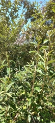 Buddleja saligna