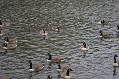 Branta canadensis