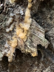 Trichoderma sulphureum