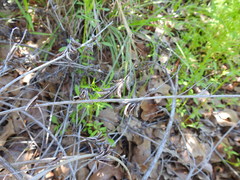 Indigofera suffruticosa