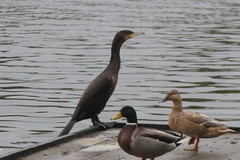 Phalacrocorax carbo
