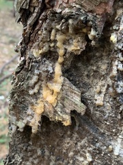 Trichoderma sulphureum
