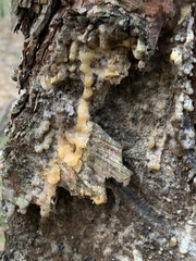 Trichoderma sulphureum