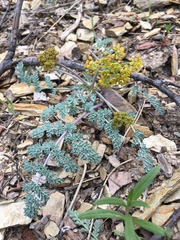 Lomatium bicolor