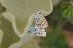 Polyommatus celina