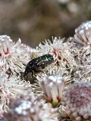 Leucocelis adspersa adspersa