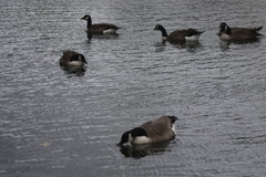 Branta canadensis