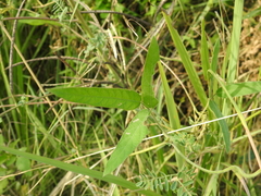 Glycine max formosana