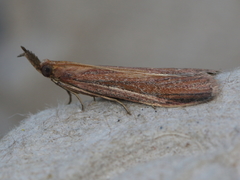 Peoria approximella