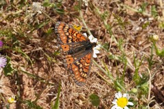 Euphydryas desfontainii