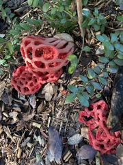 Clathrus ruber
