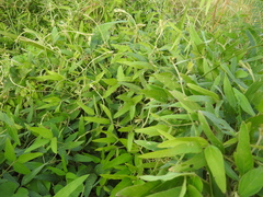Glycine max formosana