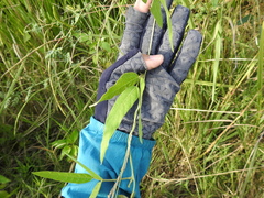 Glycine max formosana
