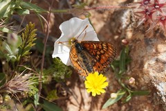 Euphydryas desfontainii