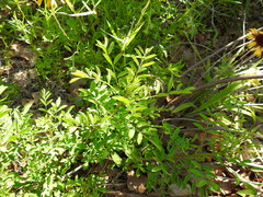 Indigofera suffruticosa