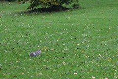 Sciurus carolinensis