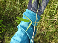 Glycine max formosana