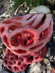 Clathrus ruber