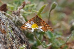Euphydryas desfontainii