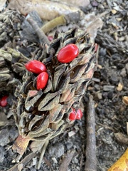 Magnolia grandiflora