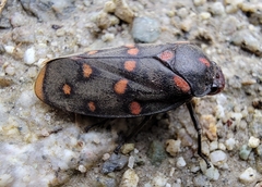 Phymatostetha dorsivitta