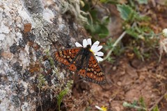 Euphydryas desfontainii